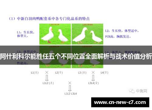阿什利科尔能胜任五个不同位置全面解析与战术价值分析