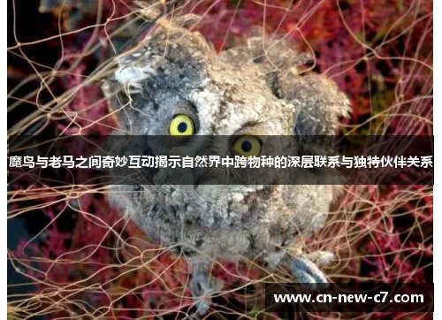 魔鸟与老马之间奇妙互动揭示自然界中跨物种的深层联系与独特伙伴关系